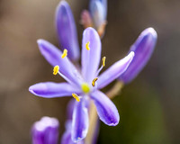 Camasflower