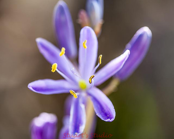 Camasflower