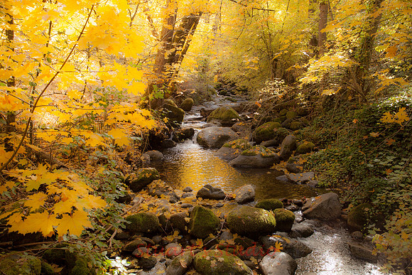 Soft Creek