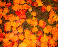 Fallen Leaves