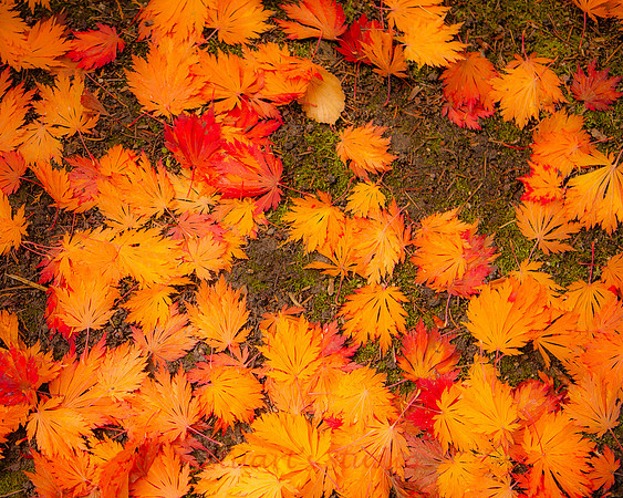 Fallen Leaves