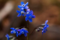 Spring Wild Flowers 2012