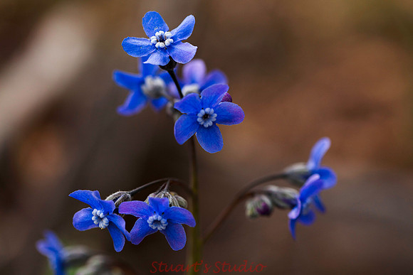 Spring Wild Flowers 2012