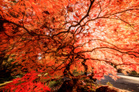 Wild Red Maple