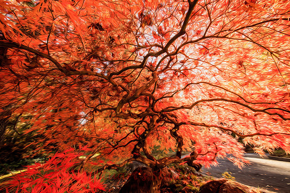 Wild Red Maple