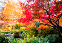 Japanese Garden