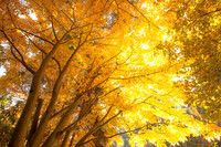 Maple Sunburst