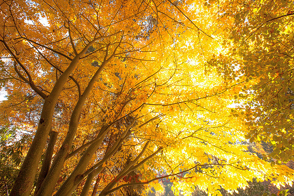 Maple Sunburst