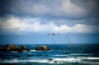 Bandonbirds