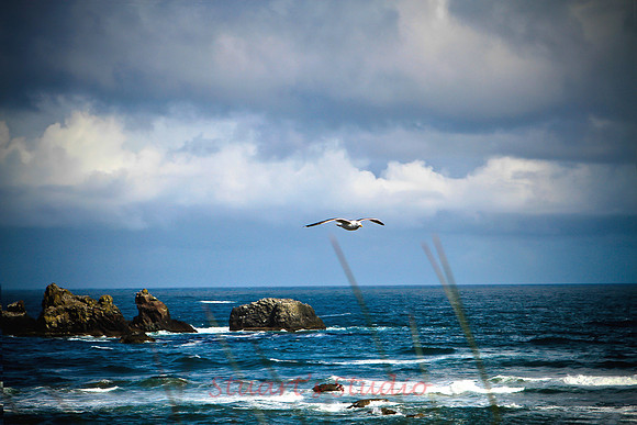 Bandonbirds
