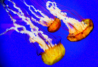 Jelly Fish