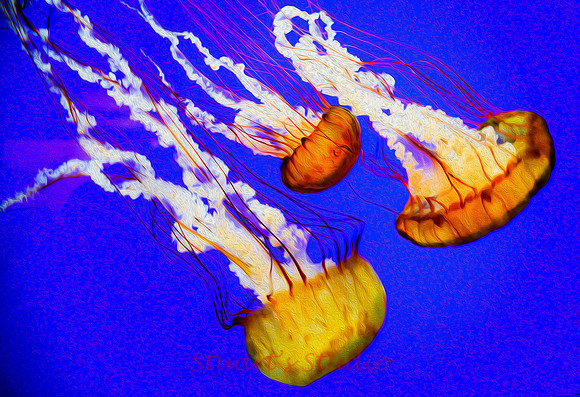 Jelly Fish