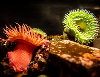 Sea Urchins