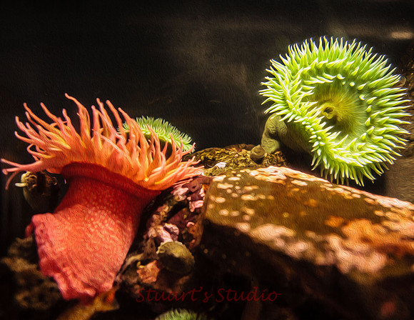 Sea Urchins
