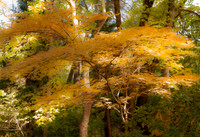 Mellow Yellow