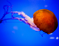 JellyFIsh