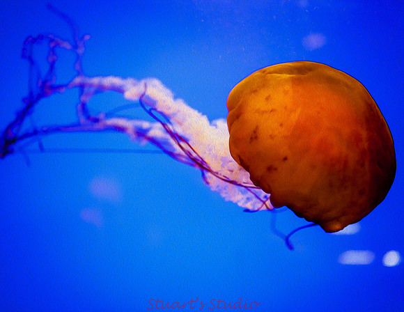 JellyFIsh