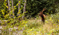 Bull Elk