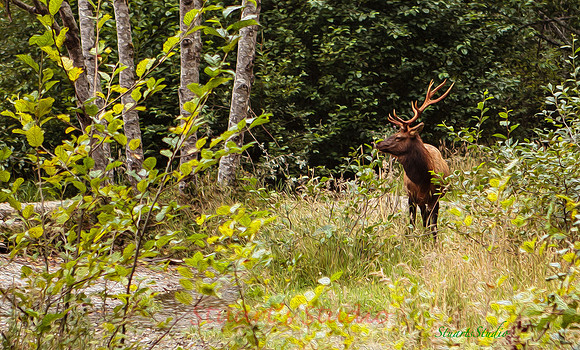 Bull Elk