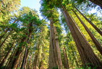 TallTrees