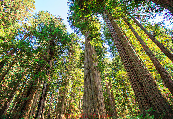 TallTrees