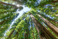 LookingUP