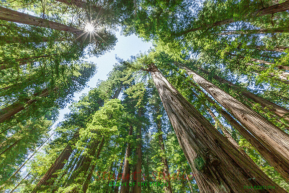 LookingUP