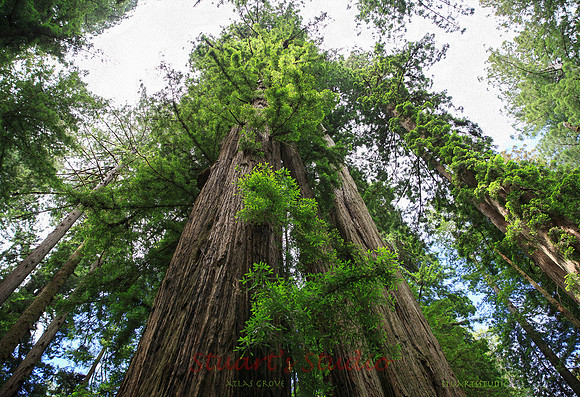 Protect the Redwoods