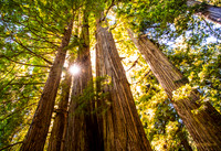 Tight Knit Trees
