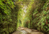 FernCanyon