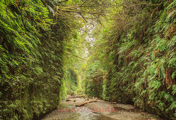 FernCanyon