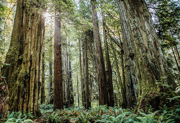 Fangorn Forest