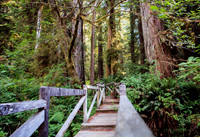 Enter the Grove