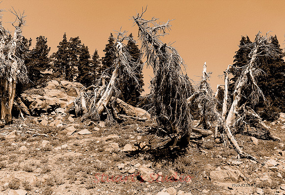Lassen Volcanic