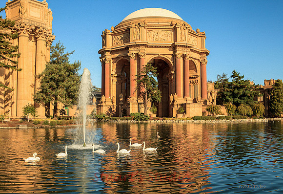 Swans at the Palace