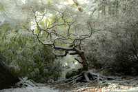 Dusted Maple