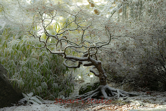 Dusted Maple