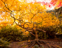 Orange Maple