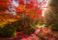 Fall Softlight