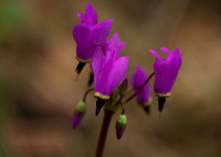 Spring Willd Flowers 2012