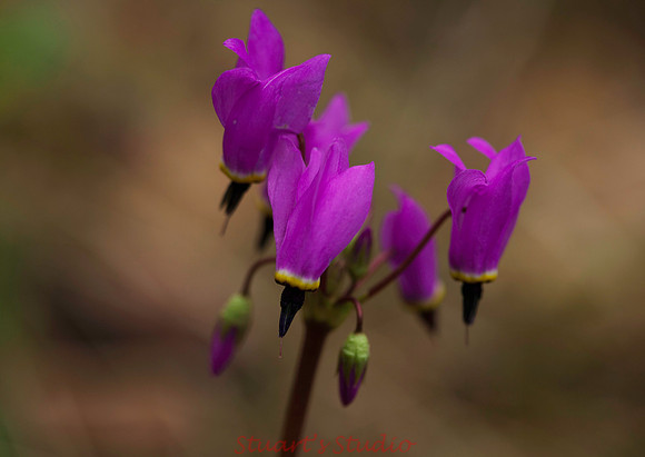 Spring Willd Flowers 2012