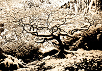 Lithia Maple