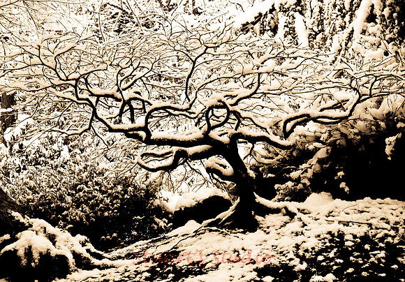 Lithia Maple