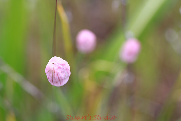 Wild Flowers